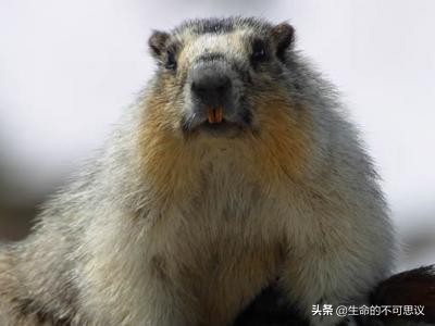 历史上的瘟疫是靠什么战胜的,中国历史上有几次大瘟疫