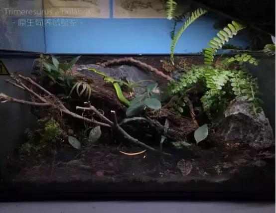 如何让观赏蛇类在人工环境下住得幸福