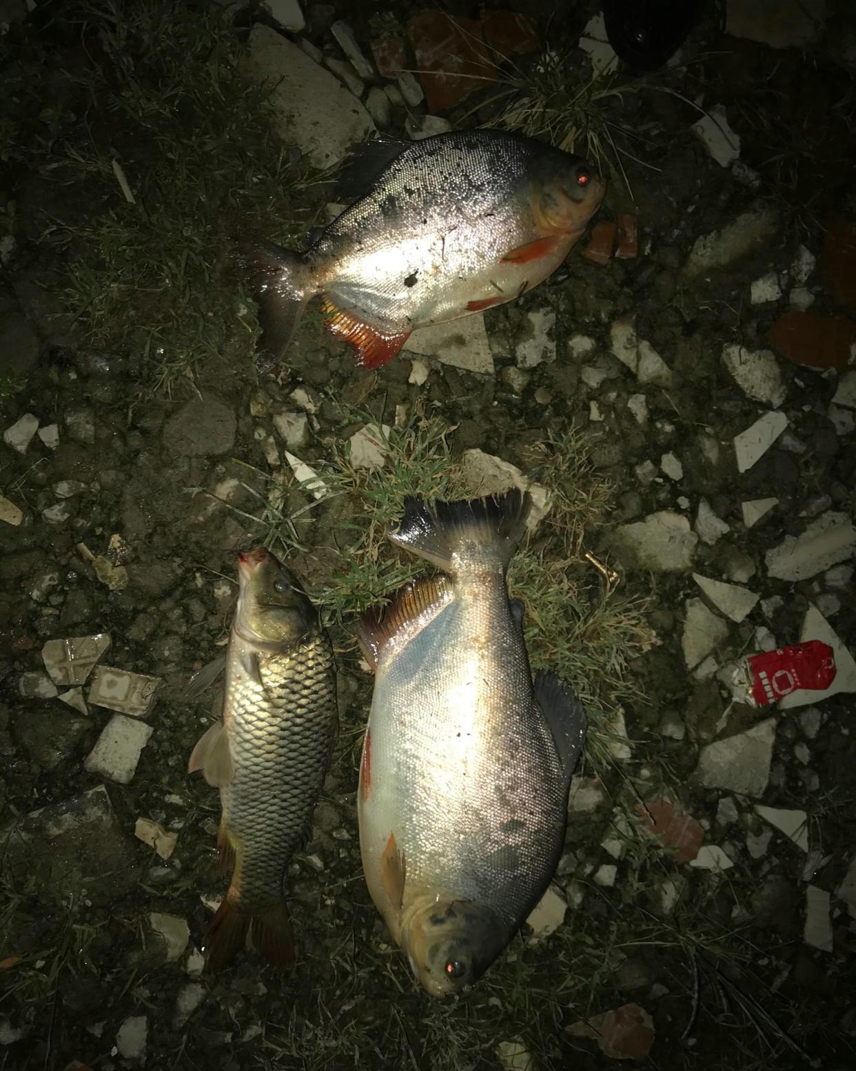 食人鱼咬死甲鱼事件,食人鱼钓鲶鱼视频