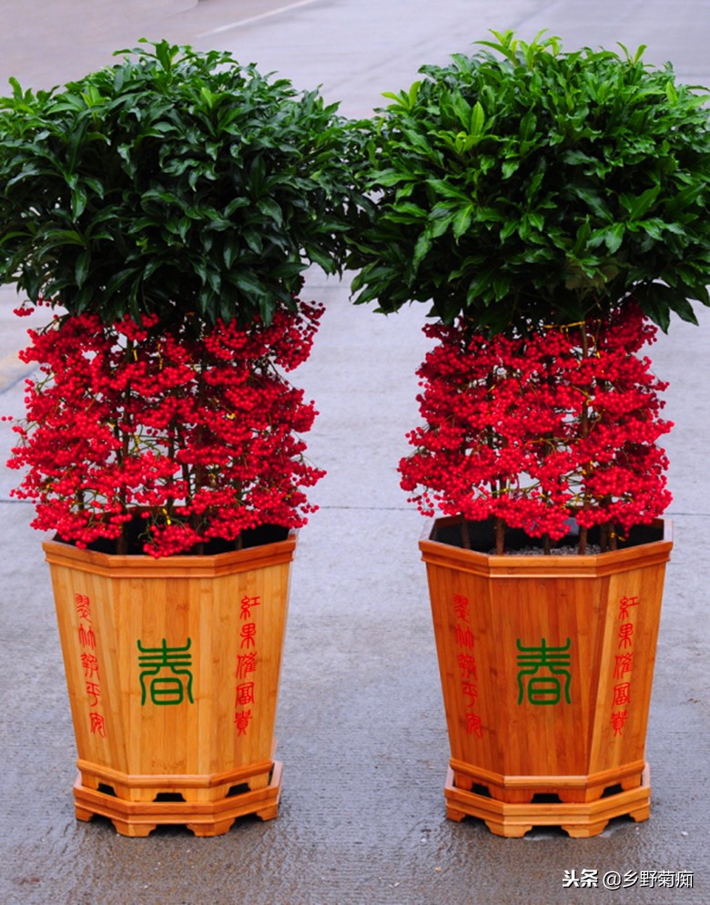 年宵花富贵子的养殖方法,花卉富贵子的栽培方法和技术