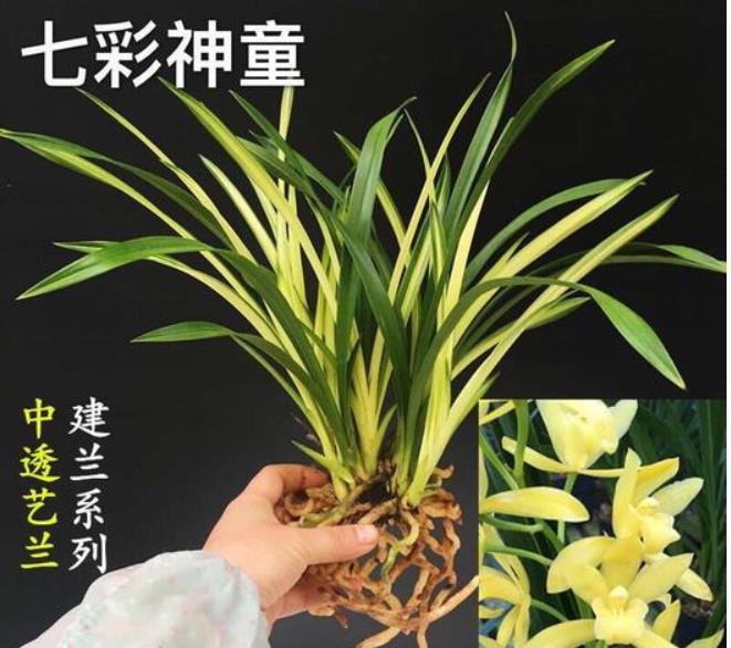 中国兰花之乡有哪些？为何云南独占7个？