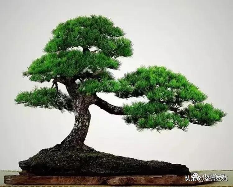 寒松纵老风骨在——赏松杂谈