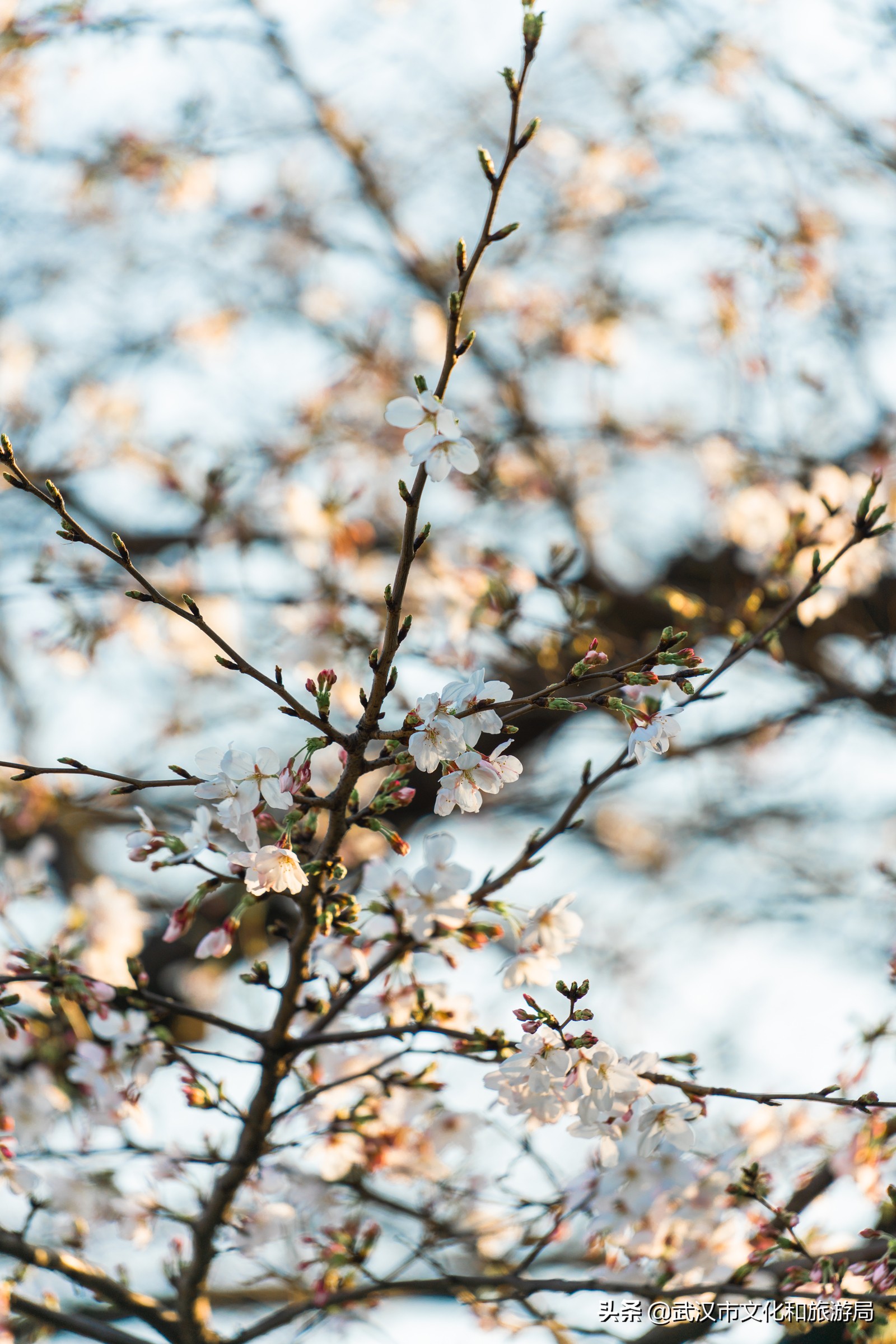 十大赏樱花胜地,赏樱必去武汉四大绝美樱花园