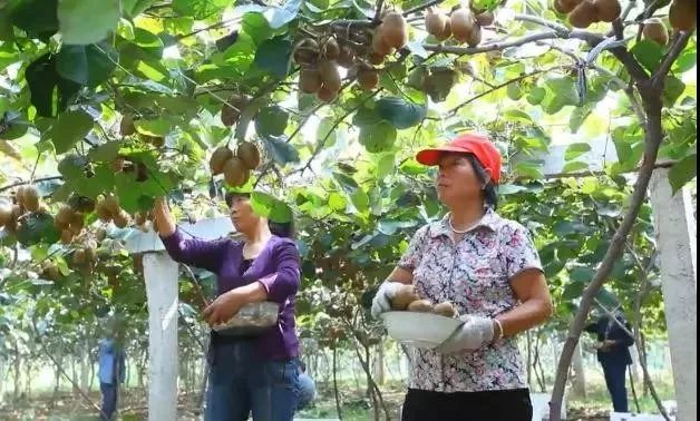 眉县猕猴桃为什么能上央视,眉县猕猴桃品牌故事