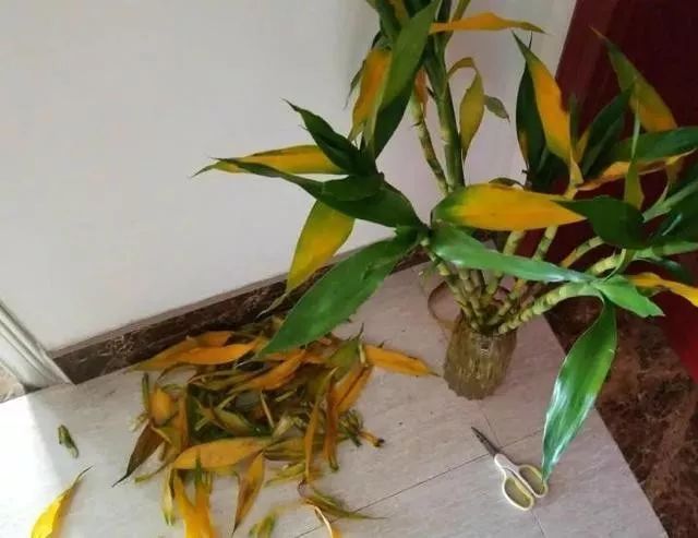 富贵竹黄叶是缺什么,富贵竹都黄叶了的视频