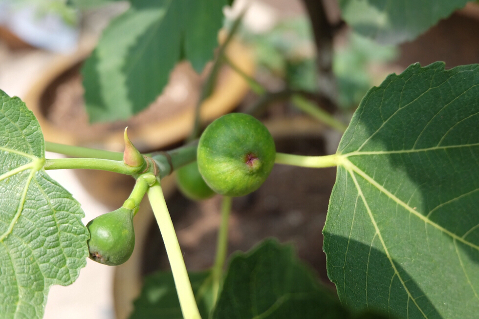 刚挂果的盆栽无花果怎样养护,无花果结果后怎么养护