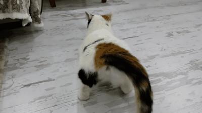 养了一年的母猫居然是公的,养了一年的猫才发现居然是母的