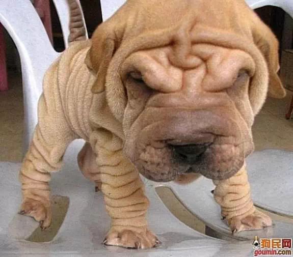 狗狗大全,送给喜欢狗的人）