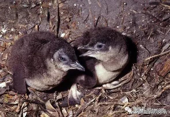 企鹅没有毛还能生活在北极,企鹅没有冰能生活吗
