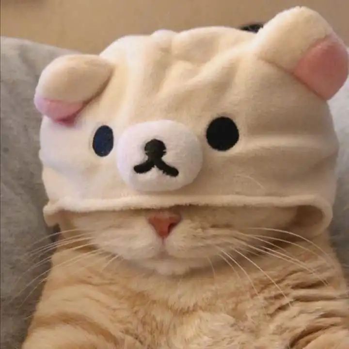 猫咪疯狂掉毛怎么回事,猫咪疯狂掉胡子