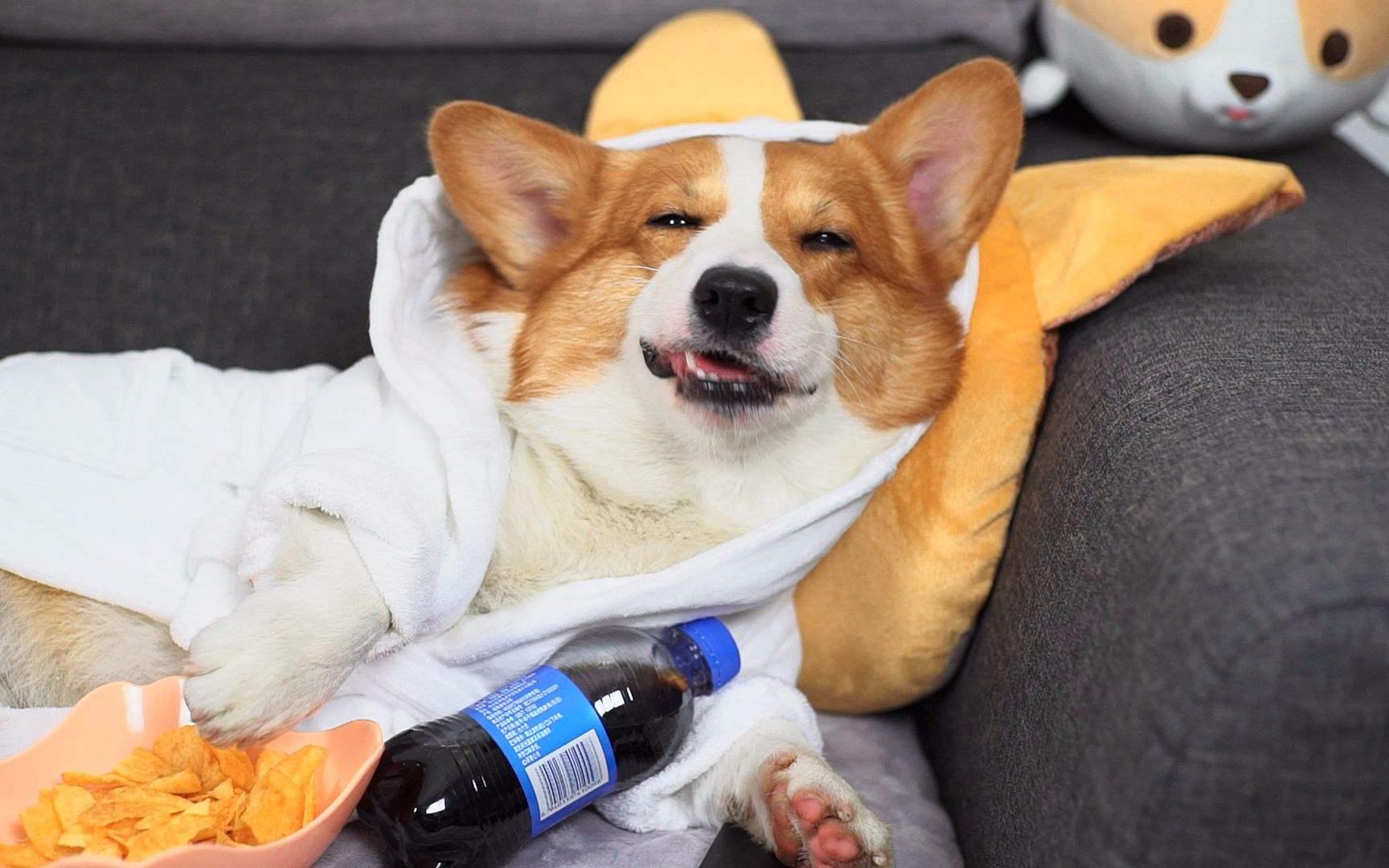 狗狗打嗝一抽一抽的想吐吐不出来,狗狗打嗝拉不出大便