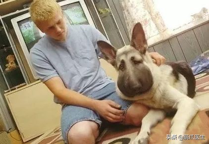 猫被蜜蜂蜇了涂什么好,猫咪被蜜蜂蜇了怎么办