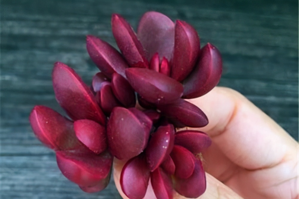 蝴蝶之舞锦多肉态势图,3种好看又好养的多肉你能不入手