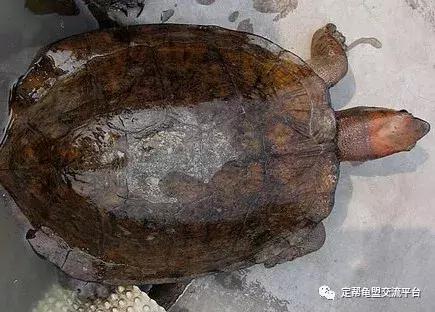 半水龟缸细致讲解,半水龟造景生态缸入门