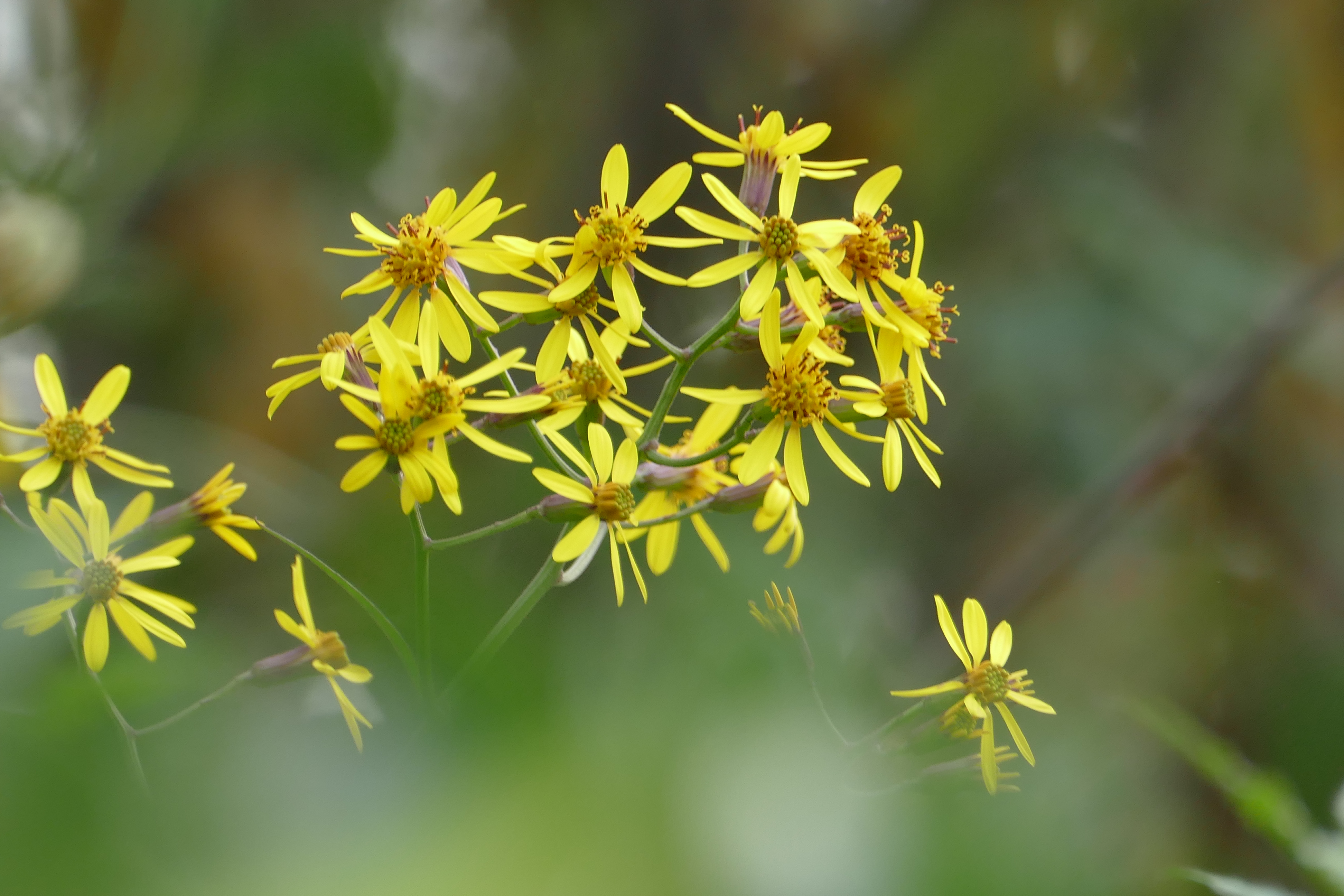 眼科良方书,眼科专用中草药