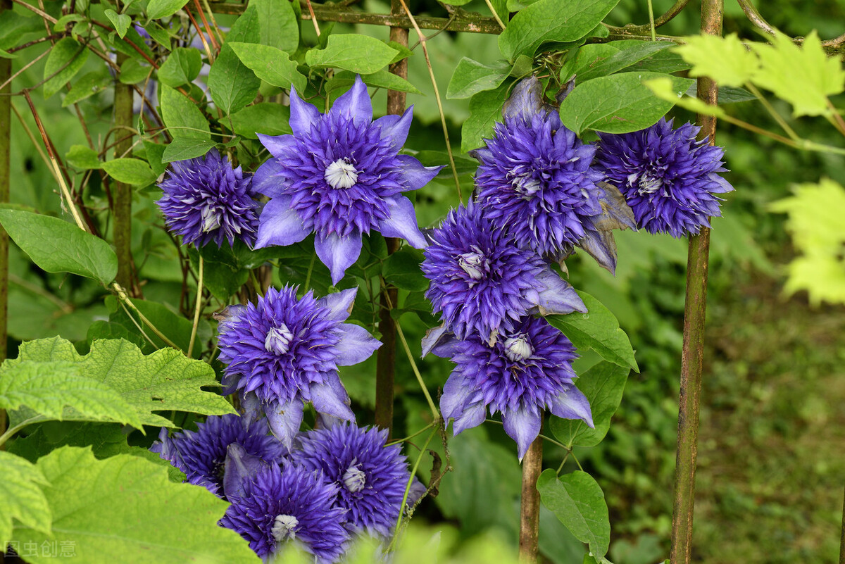 100种常见园林图鉴,列举20类不同的园林花卉