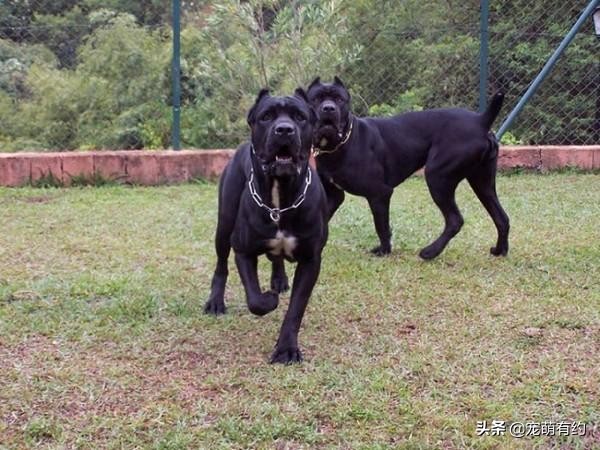 卡斯罗罗威纳顶级护卫犬,卡斯罗护卫犬是人类最忠诚的朋友