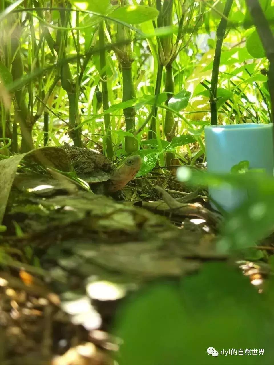 黄缘龟多大可以进环境造景,黄缘龟造景用陶粒还是火山石