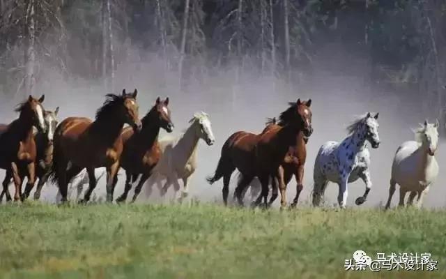 马术治疗关注力障碍,马术治愈孤独症