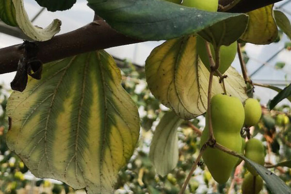 青枣缺素症状图谱,青枣叶子发黄是怎么回事