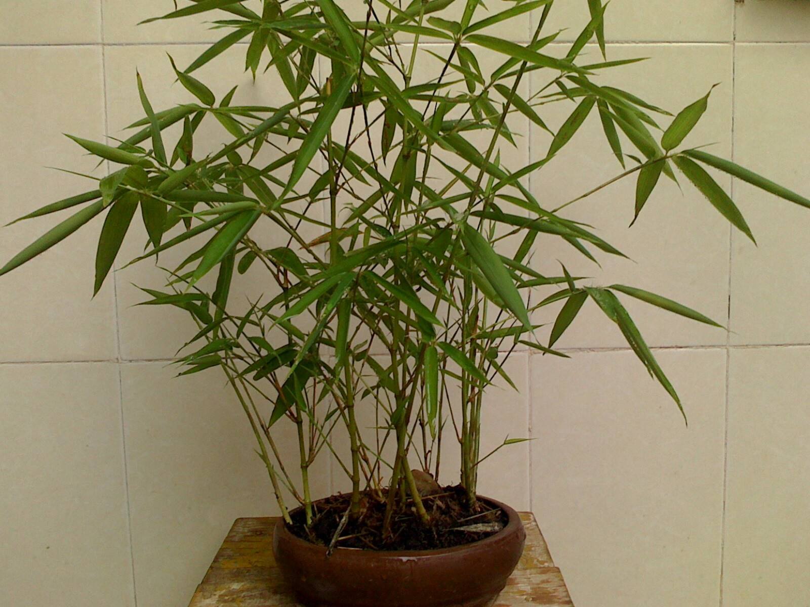 竹子根怎么养才能更旺盛,造型竹子怎么养