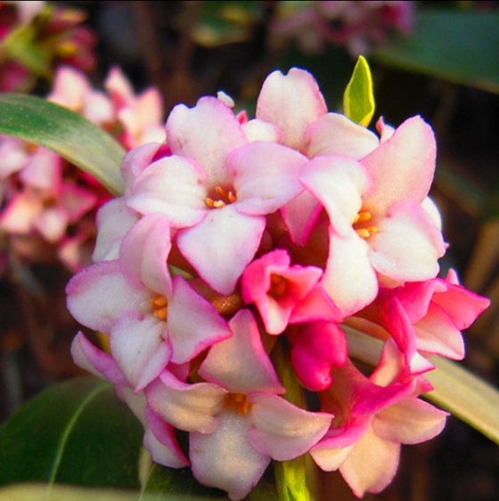 瑞香花与金边瑞香花谁香,好看的金边牡丹花