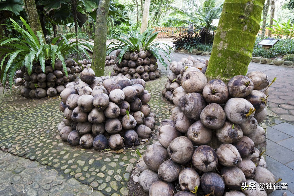 热带植物的百科全书，匪夷所思的植物王国，兴隆热带植物园