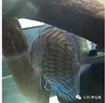 七彩神仙鱼肠炎专用药,七彩肠炎如何用药