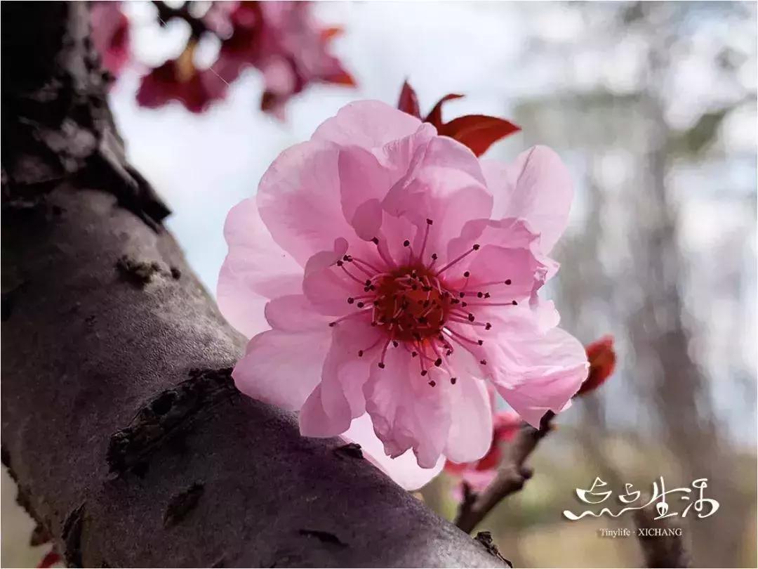 西昌春天一定不能错过的美景,不来黄山你永远不知道有多美