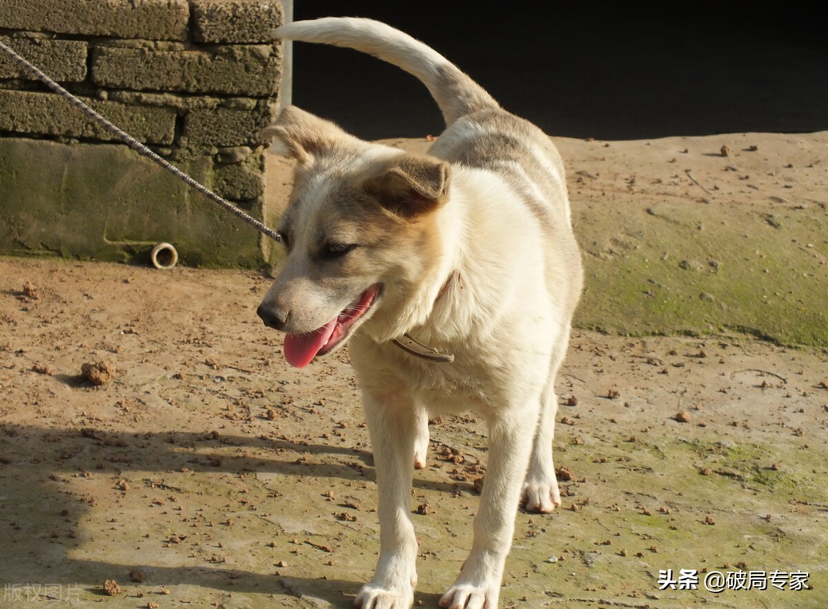土狗的习惯是什么,土狗的生活习性和功效
