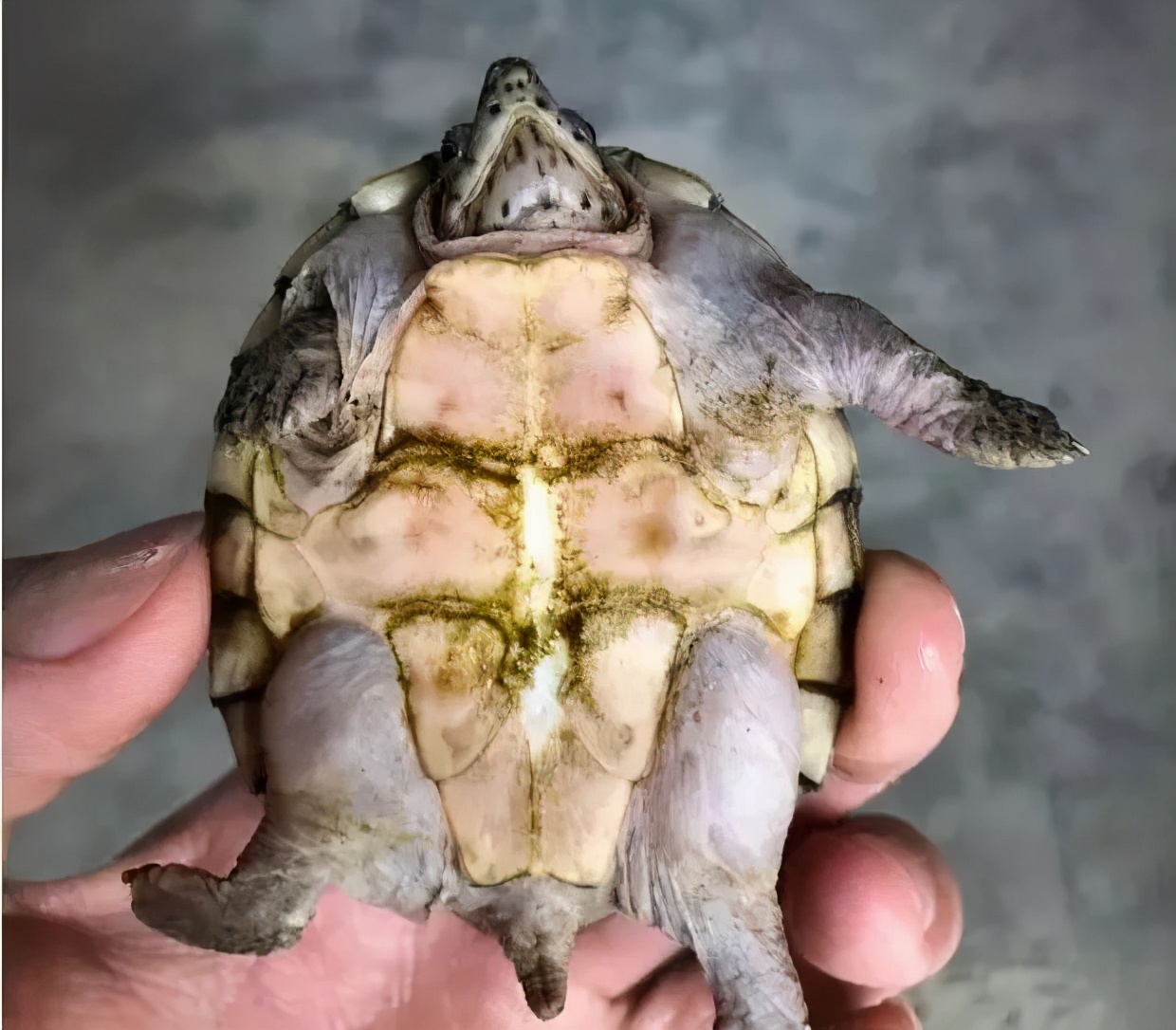 龟水肿但态势特别不好,龟浮肿和水质有关系吗