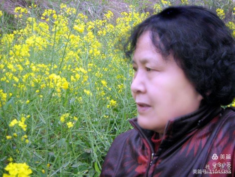 梦中的油菜花田,梦中的油菜花完整版