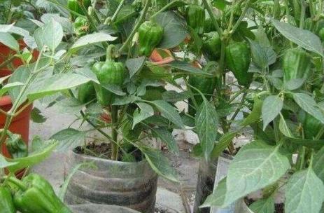 高层阳台种植蔬菜阳光非常充足,阳台采光不好可以种的蔬菜水果