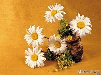 日本情感作家渡边淳一,日本作家渡边淳一作品钝感力