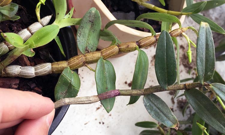 石斛兰黄叶怎么解决,刚盆栽的石斛需不需要天天浇水呢