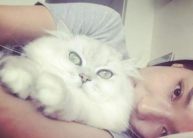 猫毛辟谣,有人说猫毛过敏怎么回答