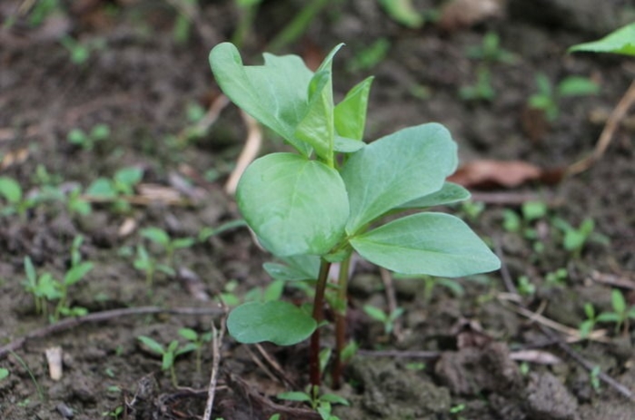 怎样种蚕豆高产栽培技术视频教学,蚕豆高产种植技术有哪些