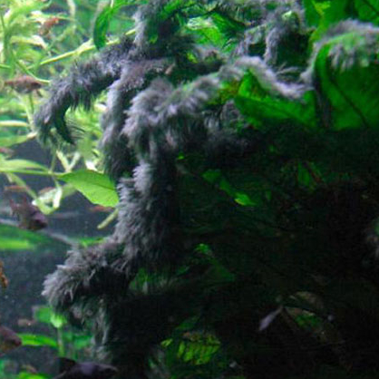 春暖花开疫情马上过去,金鱼的饲养方法及关注事项