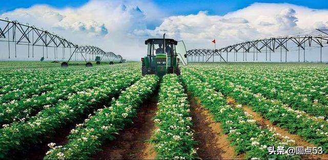 这种食物被称为水果皇后,金皇后食品