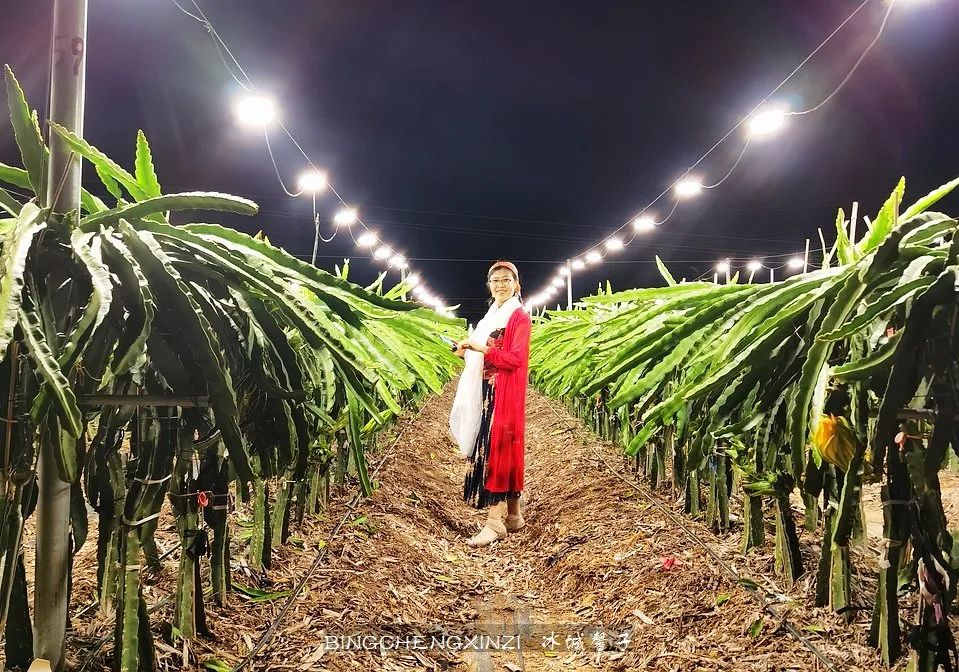 做把“村姑”，走进海南灯火灿烂的火龙果园