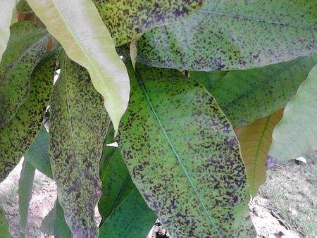 什么方法治疗黑斑,芒果水印斑病怎么防治