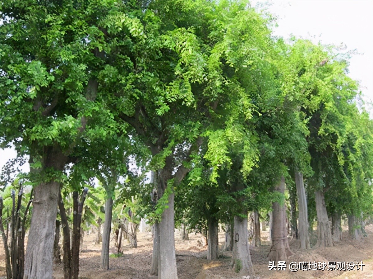 耐旱耐盐碱植物有哪些,耐盐碱的植物有哪些
