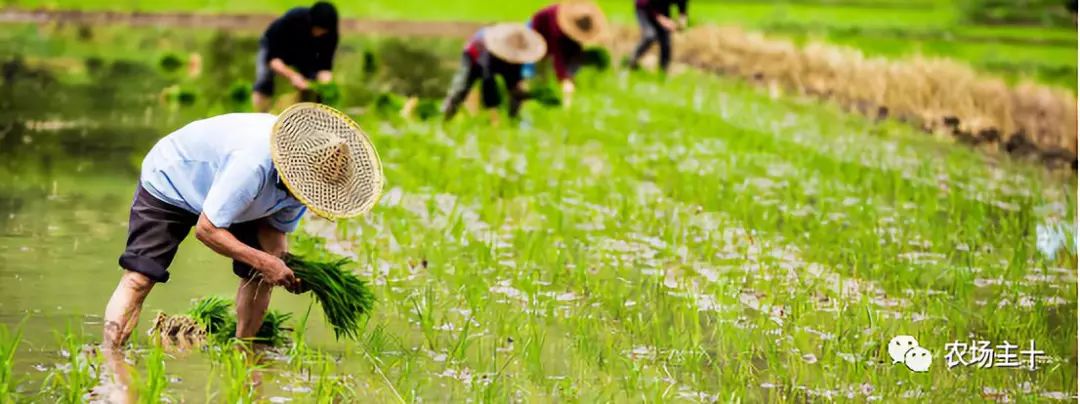 马云耕地亩产多少,马云谈现代农业