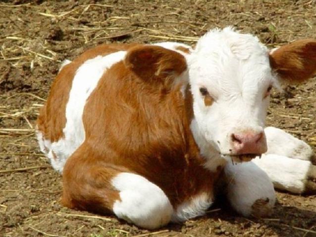 牛犊粪便正常拉沫咋回事,牛犊粪便带脓怎么治疗