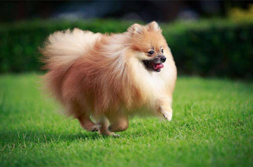 博美犬经常掉毛怎么办？铲屎官了解原因才好对症下药