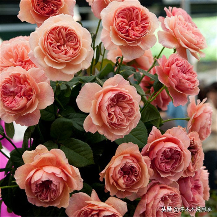 网购月季应该怎么种植？月季移栽后出现黄叶、枯萎是什么原因呢？