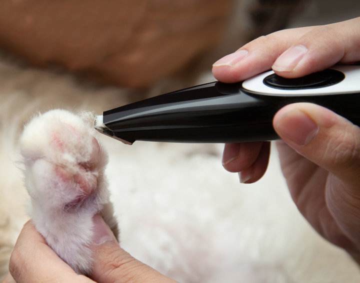 猫咪的脚毛怎么处理,猫咪脚毛不剃会怎么样
