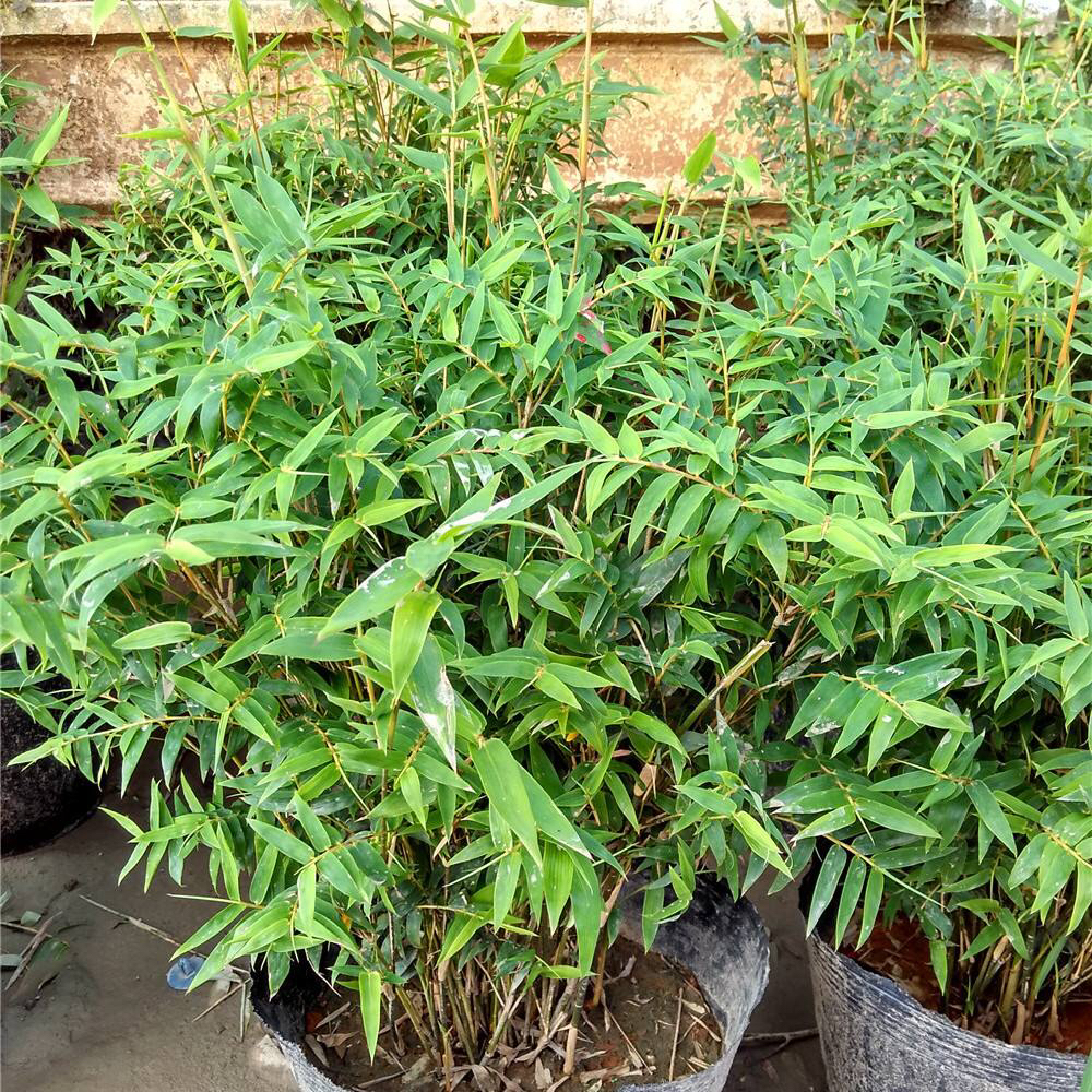 阳台养一盆茉莉,凤尾竹可以放阳台养吗