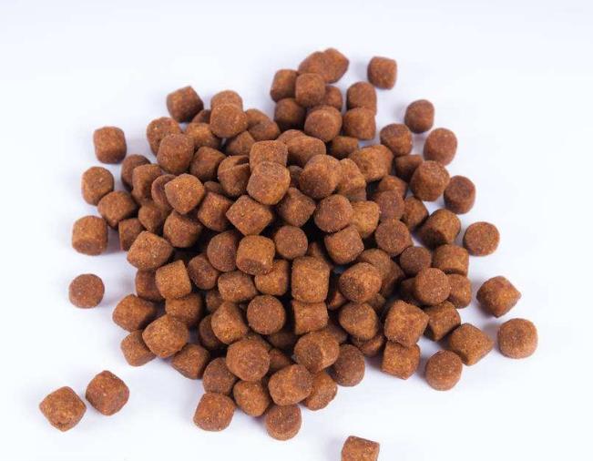 狗狗多大喂自制粮,狗狗多大吃干狗粮合适