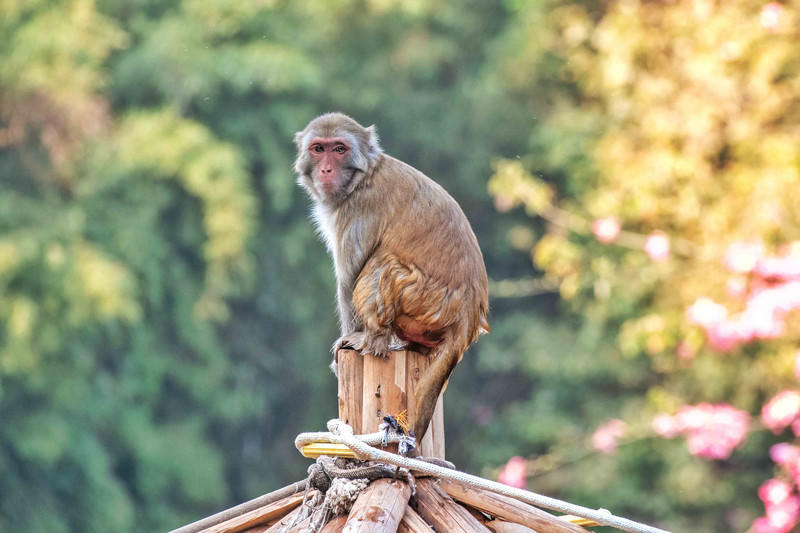 玩转广州长隆野生动物世界之行,广州长隆动物世界游玩攻略图